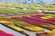 江蘇興化：千垛菊花開(kāi) 水鄉(xiāng)秋意濃