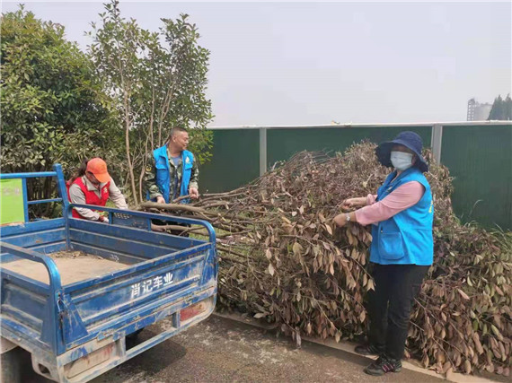 學(xué)黨史辦實(shí)事 公眾委員督查清理枯樹(shù)消隱患